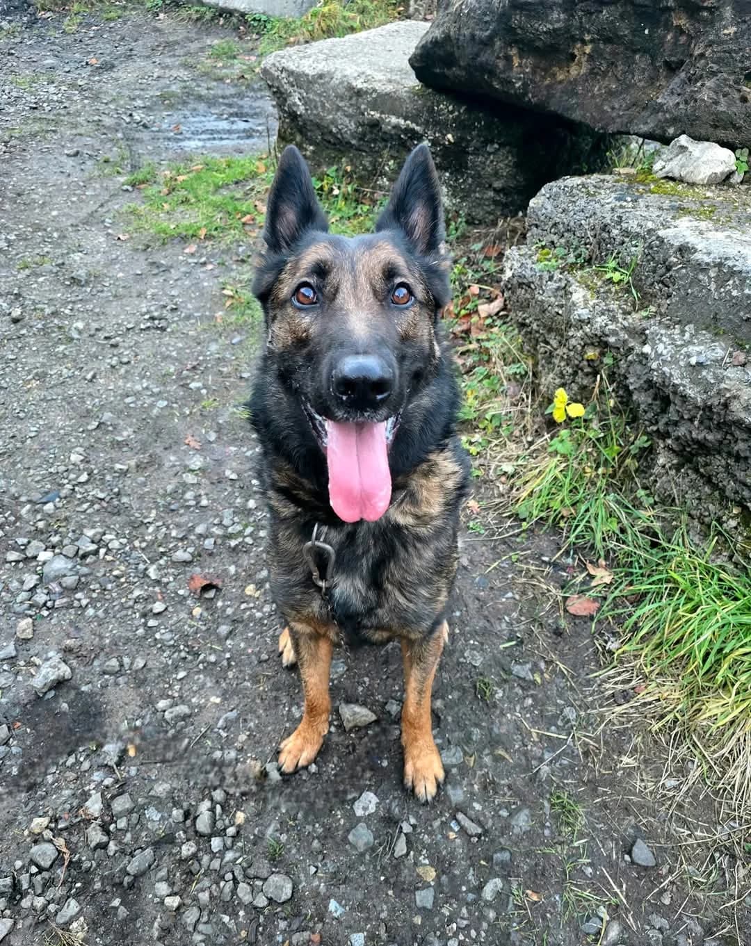 SARIUS, male puppy Mixed Breed for adoption at SOS Animaux Refuge Jolibois