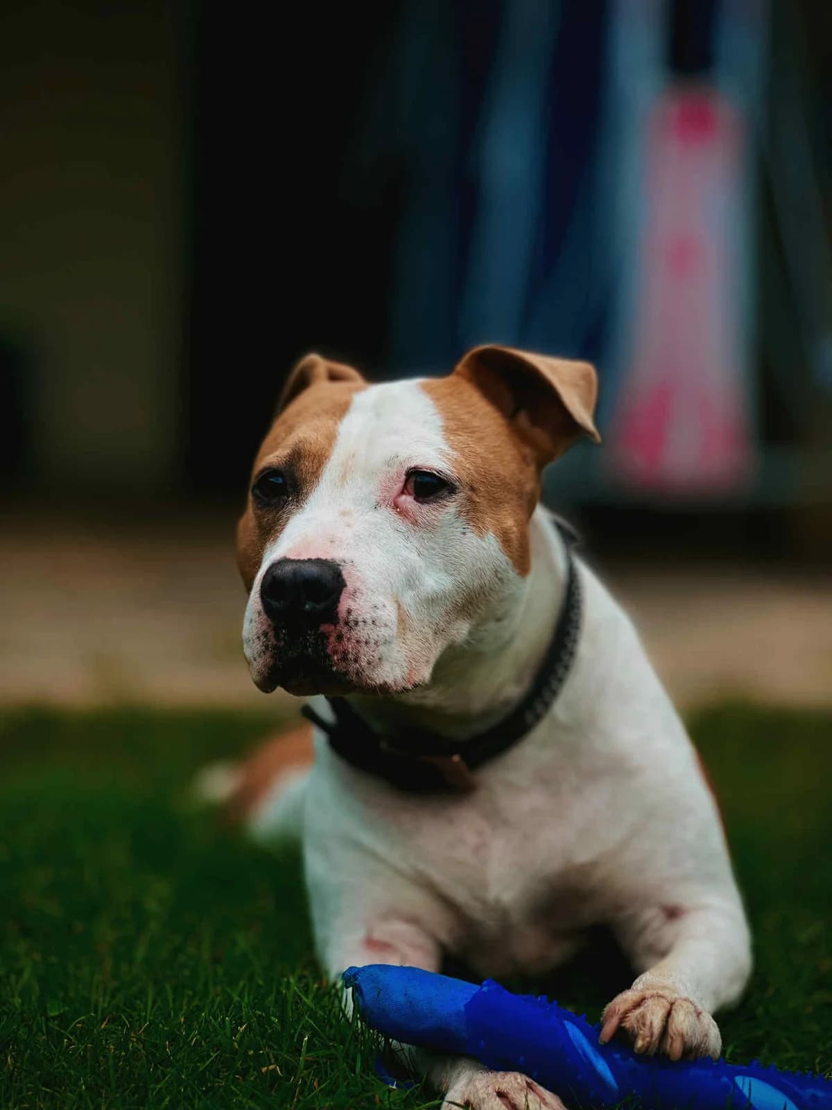 Un vrai combat pour MILKA, female Mixed Breed for adoption at SOS Animaux Refuge Jolibois