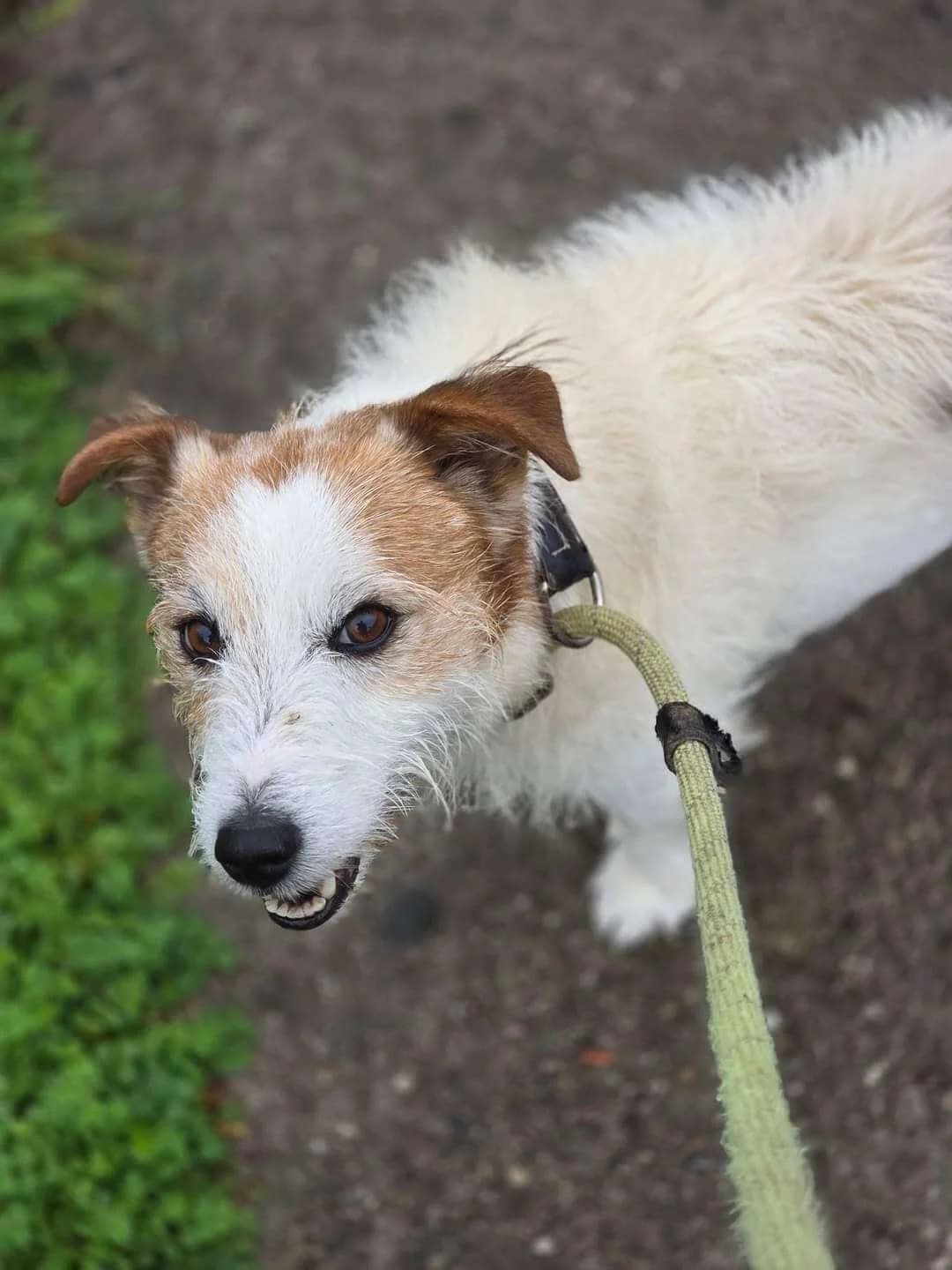 GAMIN, male Mixed Breed for adoption at SOS Animaux Refuge Jolibois