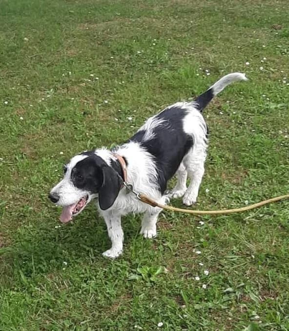 JULIUS Mâle X Ratier, male Mixed Breed for adoption at SOS Animaux Refuge Jolibois