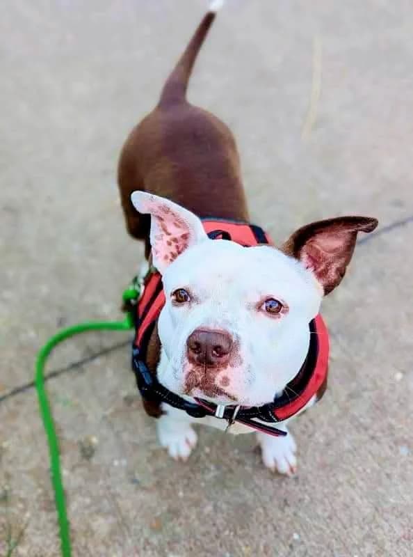 LAYKA, female Mixed Breed for adoption at SOS Animaux Refuge Jolibois