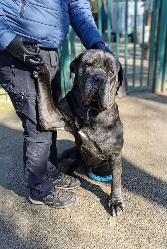BOUBA, male Mixed Breed for adoption at SOS Animaux Refuge Jolibois