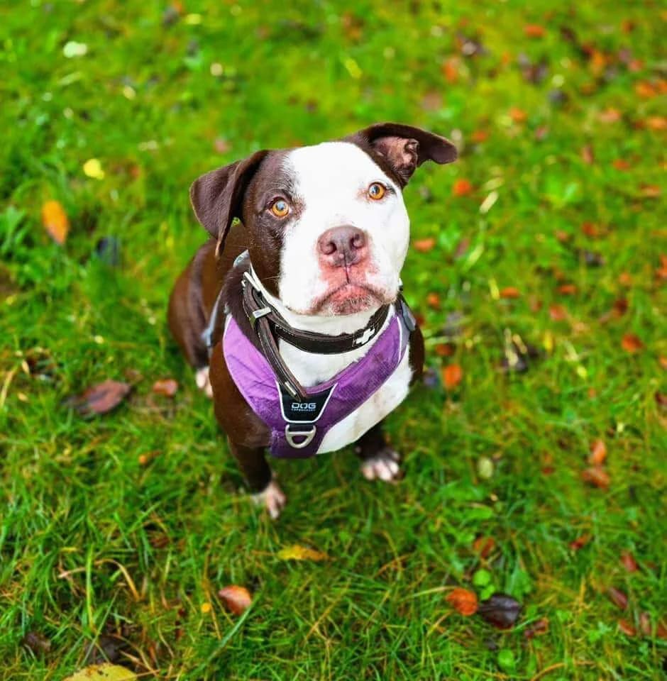 LENA, female senior Mixed Breed for adoption at SOS Animaux Refuge Jolibois