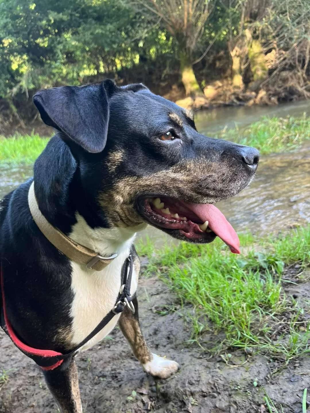 OPALE, female Mixed Breed for adoption at SOS Animaux Refuge Jolibois