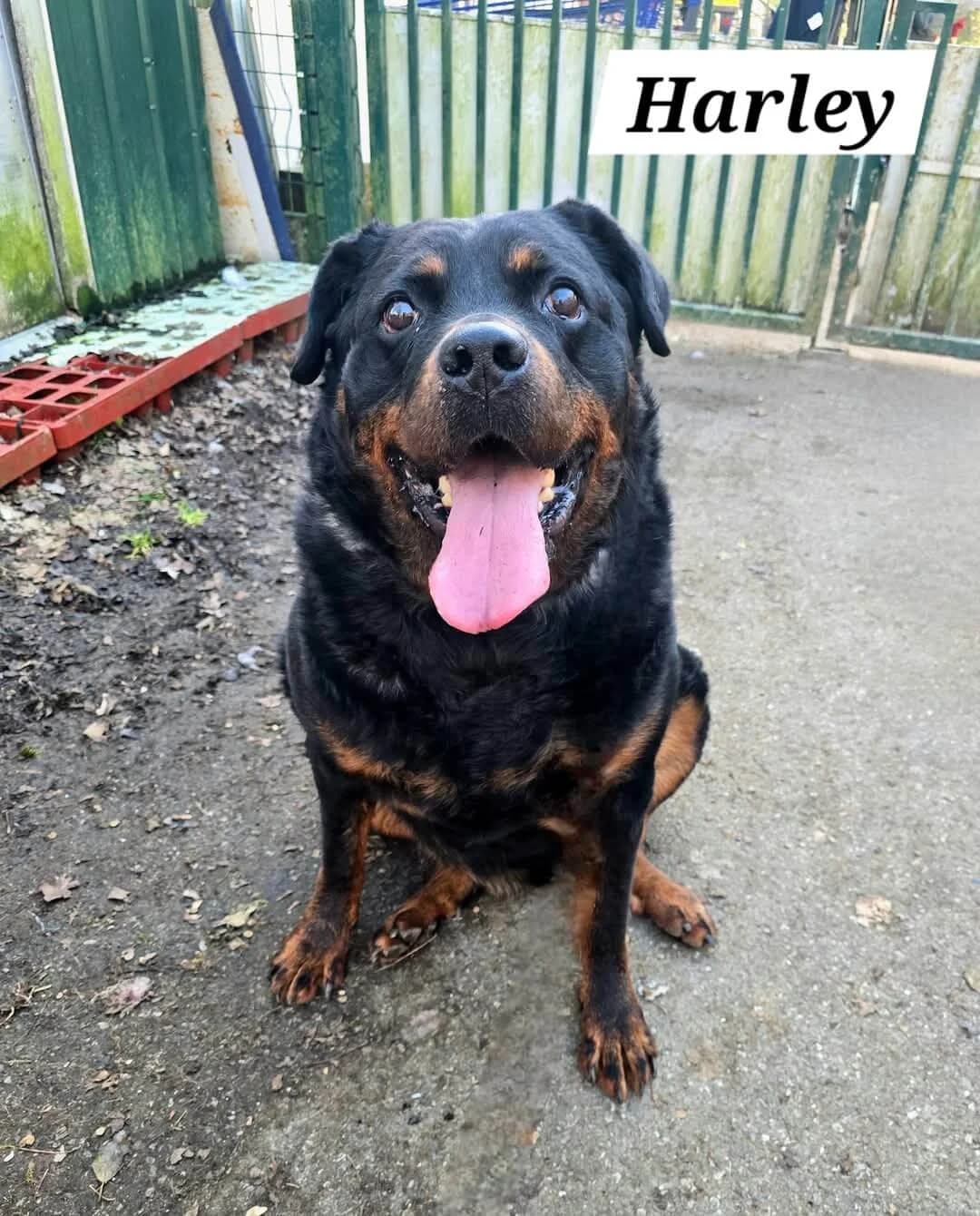 HARLEY, male Mixed Breed for adoption at SOS Animaux Refuge Jolibois