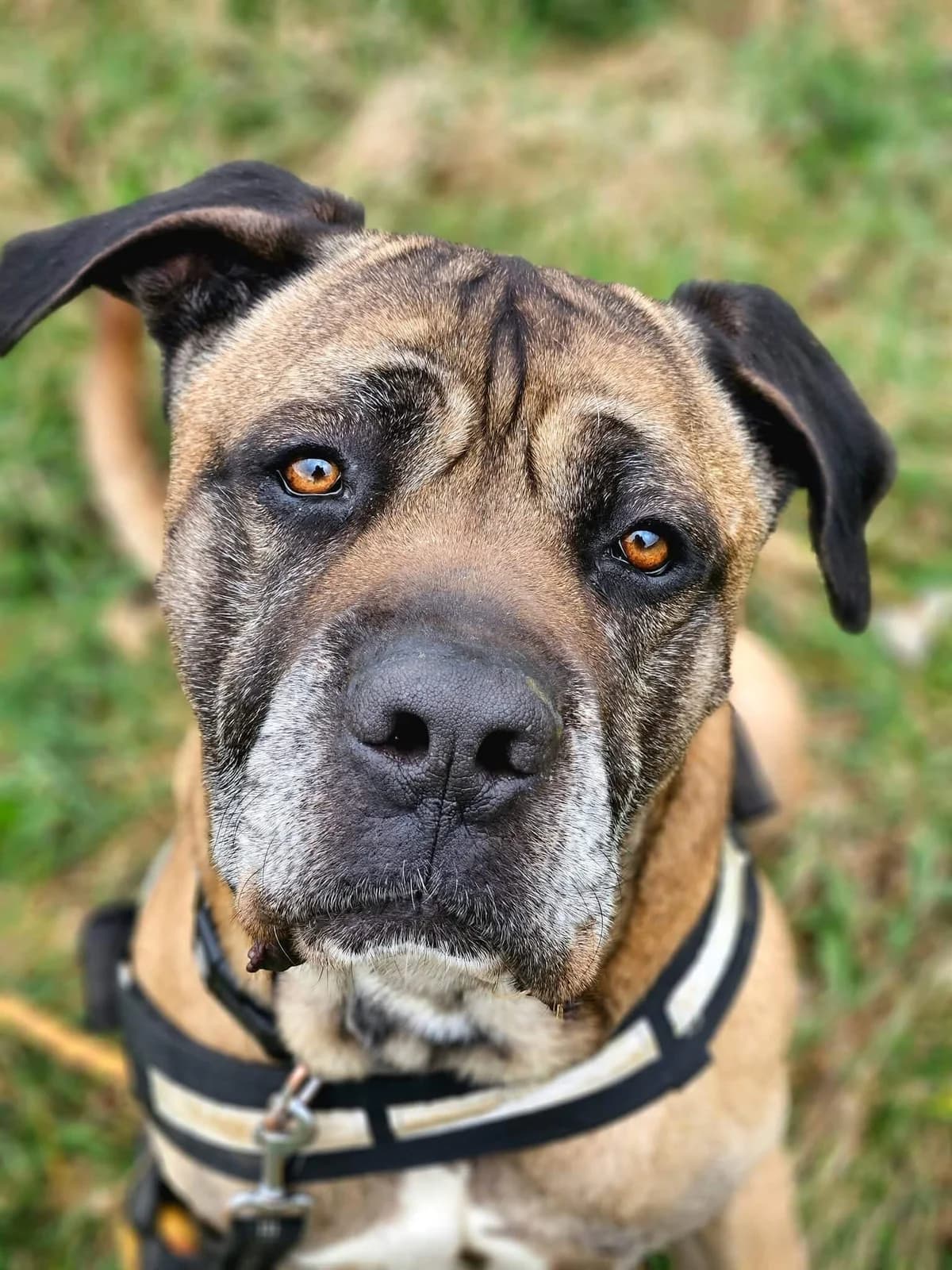 LOKI, male 7yo Mixed Breed for adoption at SOS Animaux Refuge Jolibois