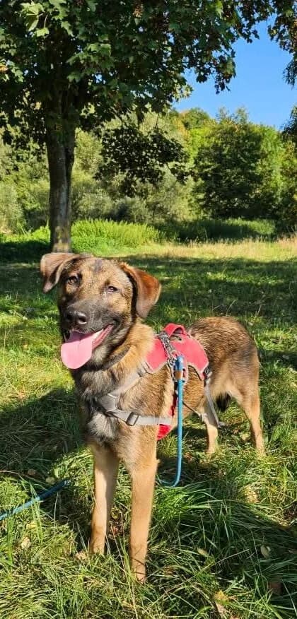 🐾 ARIA, female Mixed Breed for adoption at SOS Animaux Refuge Jolibois