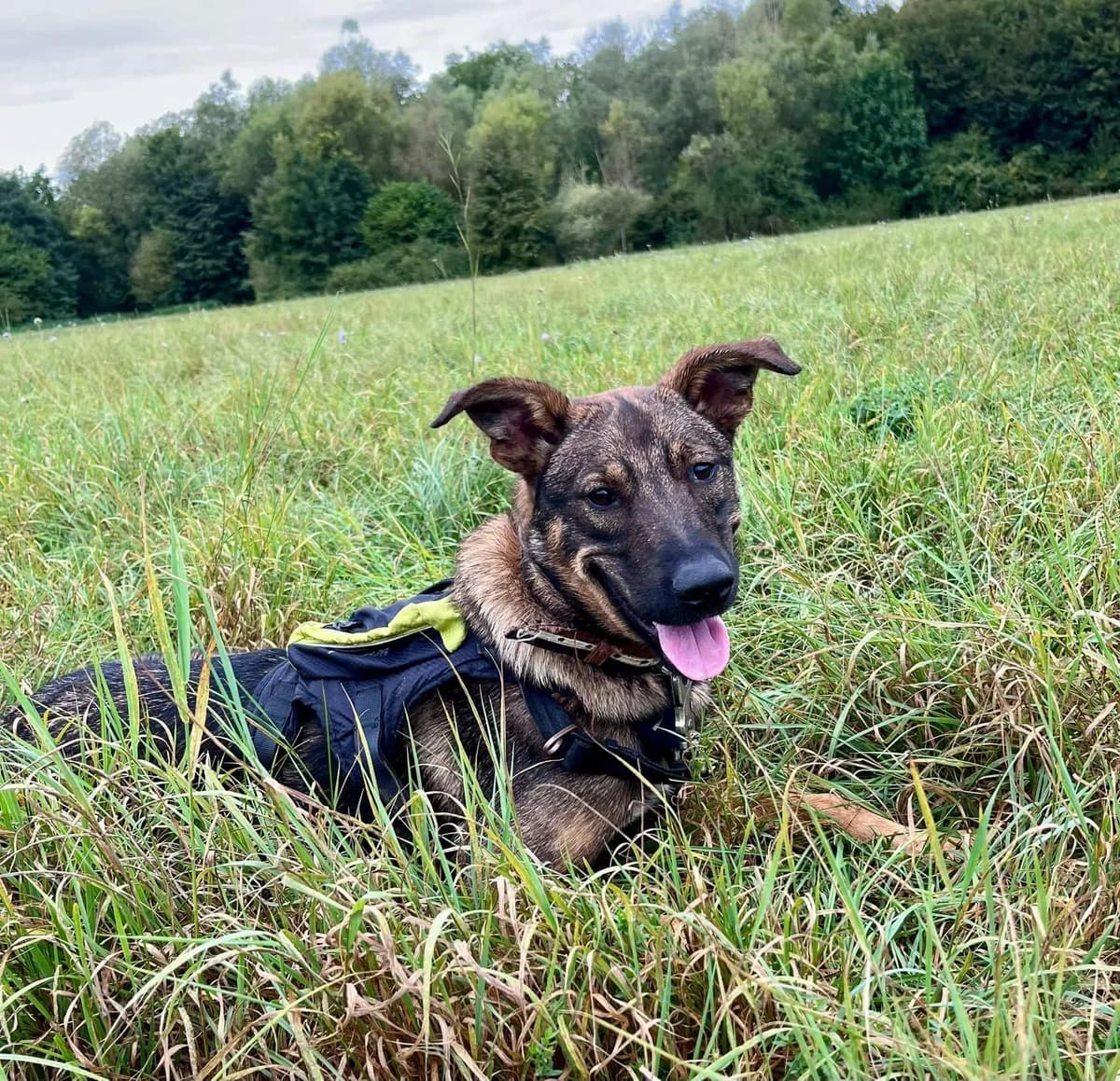 🆘ASCA, female puppy Mixed Breed for adoption at SOS Animaux Refuge Jolibois