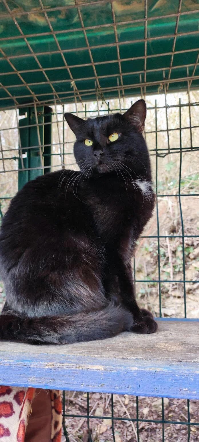 CHANEL, female Mixed Breed for adoption at SOS Animaux Refuge Jolibois