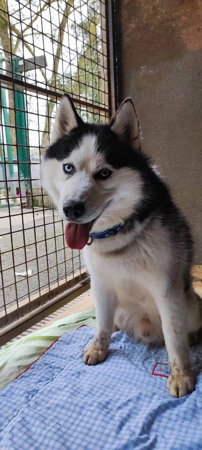 TIGER, male 3yo Mixed Breed for adoption at SOS Animaux Refuge Jolibois