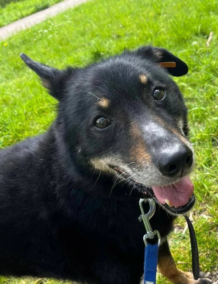 HARMONY, male Mixed Breed for adoption at SOS Animaux Refuge Jolibois