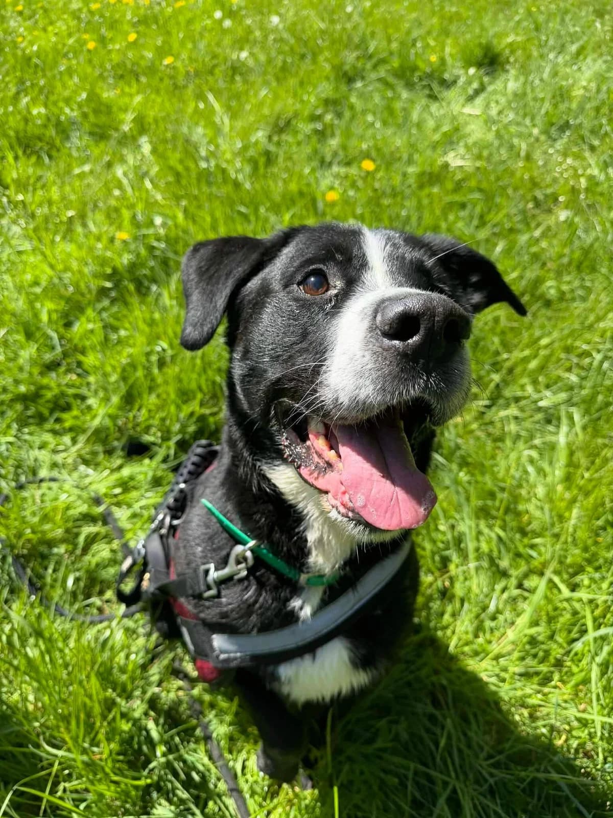 TYSON, male Mixed Breed for adoption at SOS Animaux Refuge Jolibois