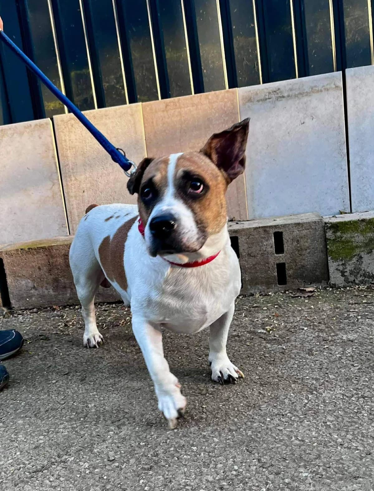 SNOOPY, male Mixed Breed for adoption at SOS Animaux Refuge Jolibois