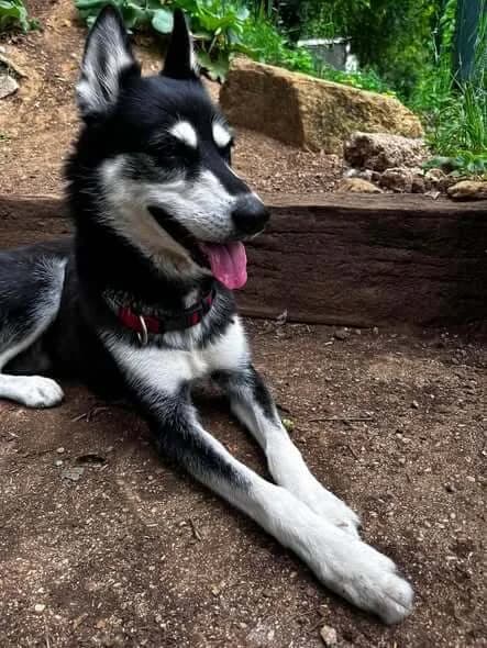 STELLA, female Mixed Breed for adoption at SOS Animaux Refuge Jolibois