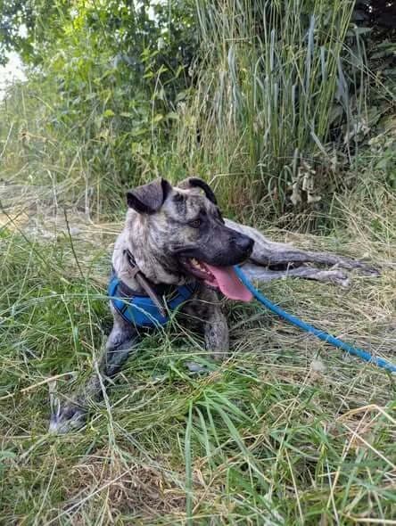 NOUVELLE ARRIVÉE, female young Mixed Breed for adoption at SOS Animaux Refuge Jolibois