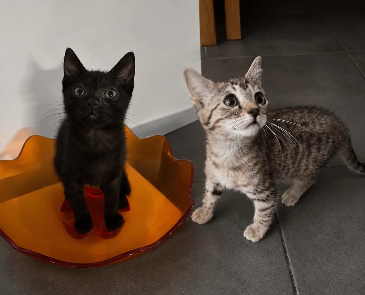Avis de coup de foudre, male Mixed Breed for adoption at SOS Animaux Refuge Jolibois