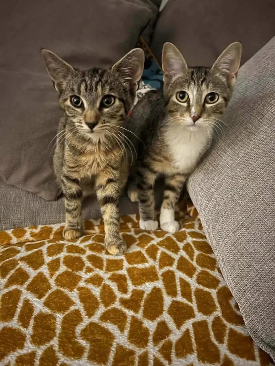 Domy et Riri ( 3mois et demi), male Mixed Breed for adoption at SOS Animaux Refuge Jolibois