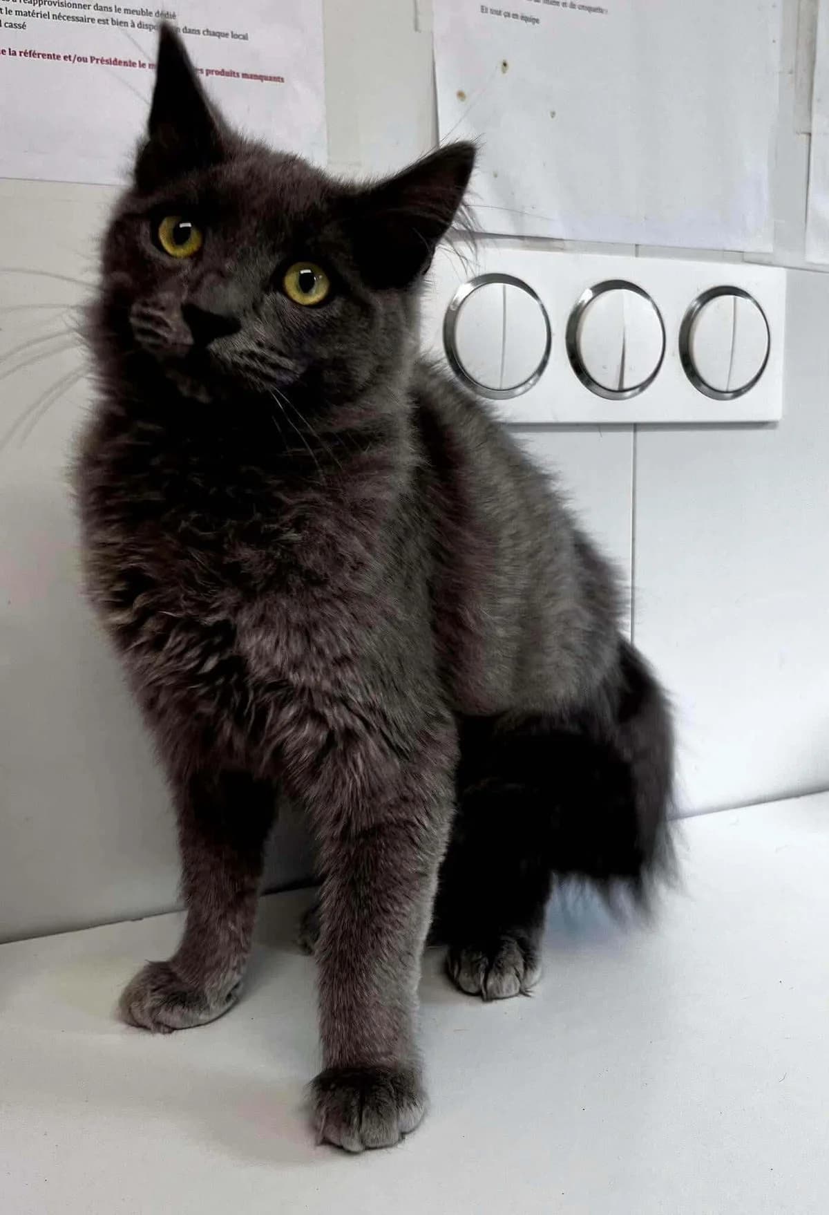 YODA 6 mois, male Mixed Breed for adoption at SOS Animaux Refuge Jolibois