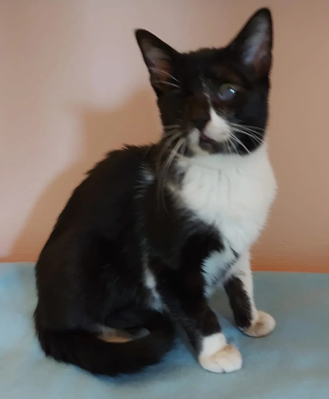YONI, male young Mixed Breed for adoption at SOS Cat Pattes