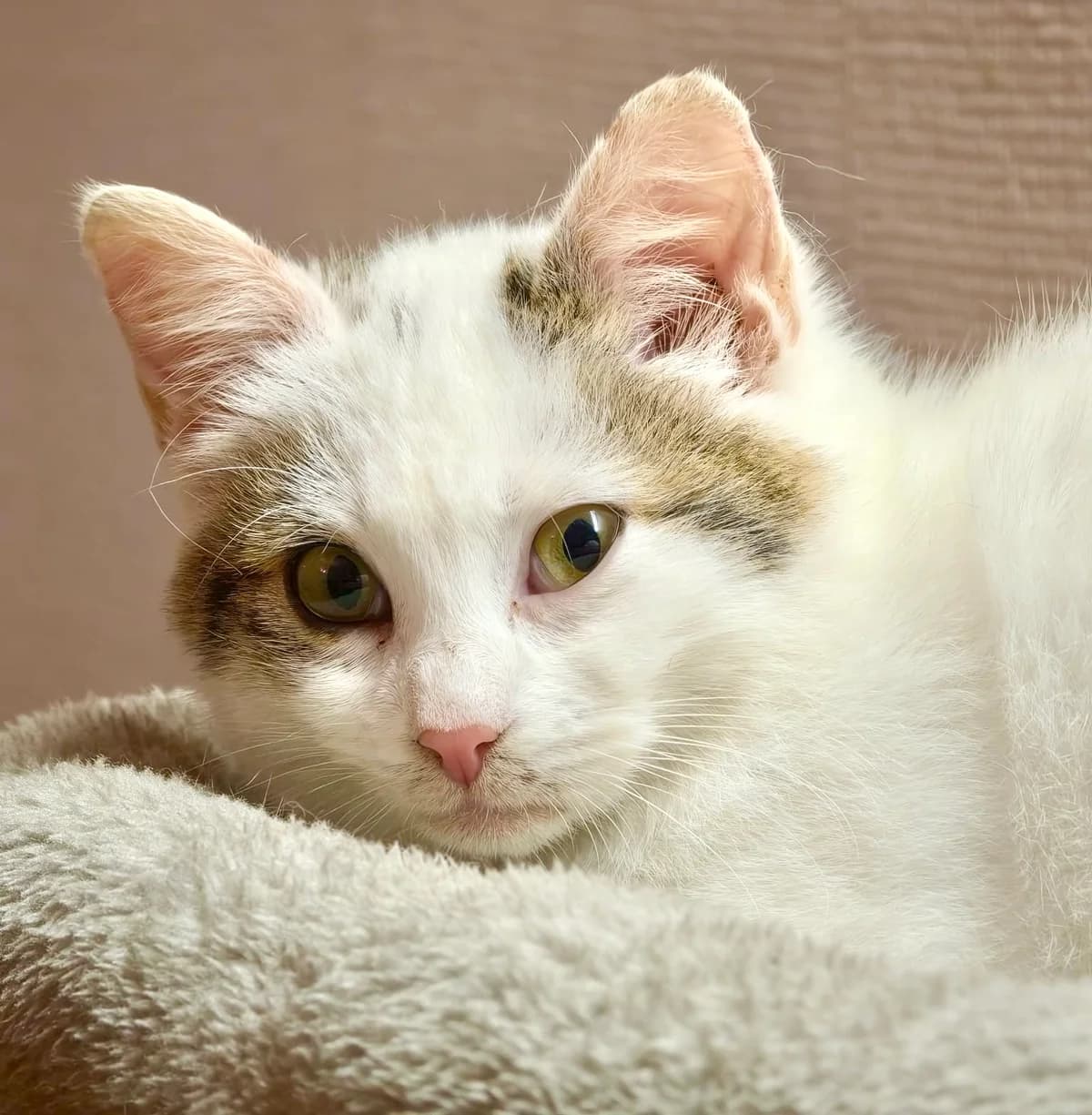 ALICE, female young Mixed Breed for adoption at SOS Cat Pattes