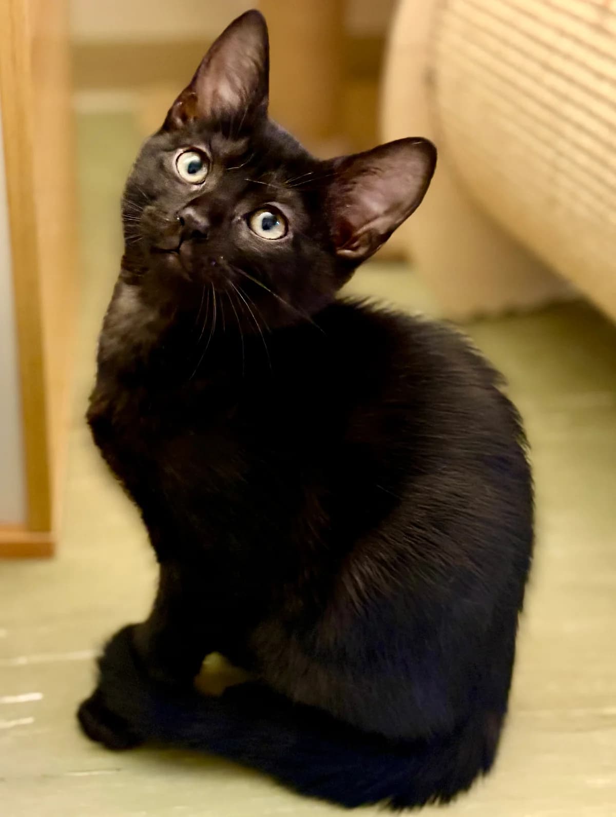 BYRON, male puppy Mixed Breed for adoption at SOS Cat Pattes