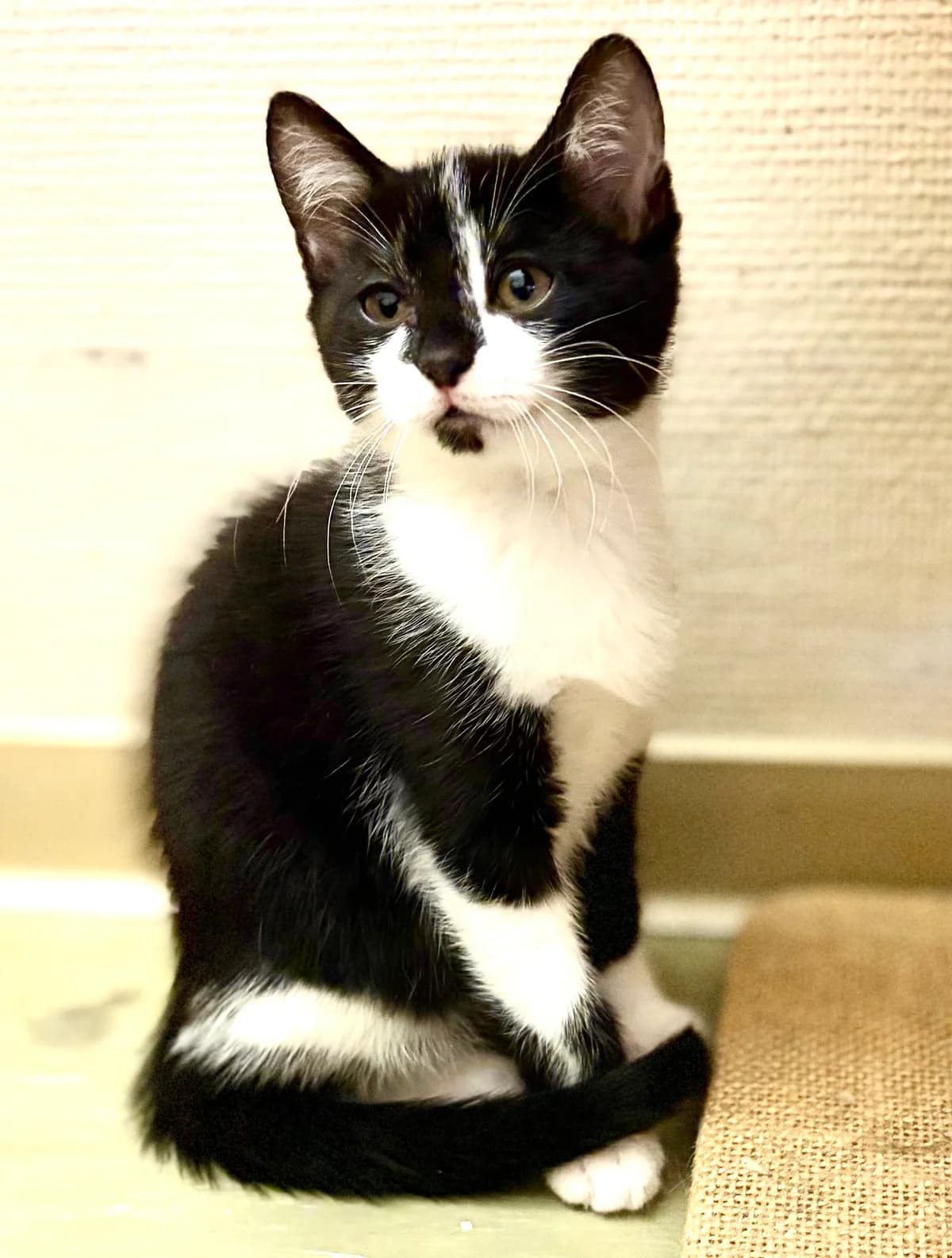 BABYBEL, female puppy Mixed Breed for adoption at SOS Cat Pattes