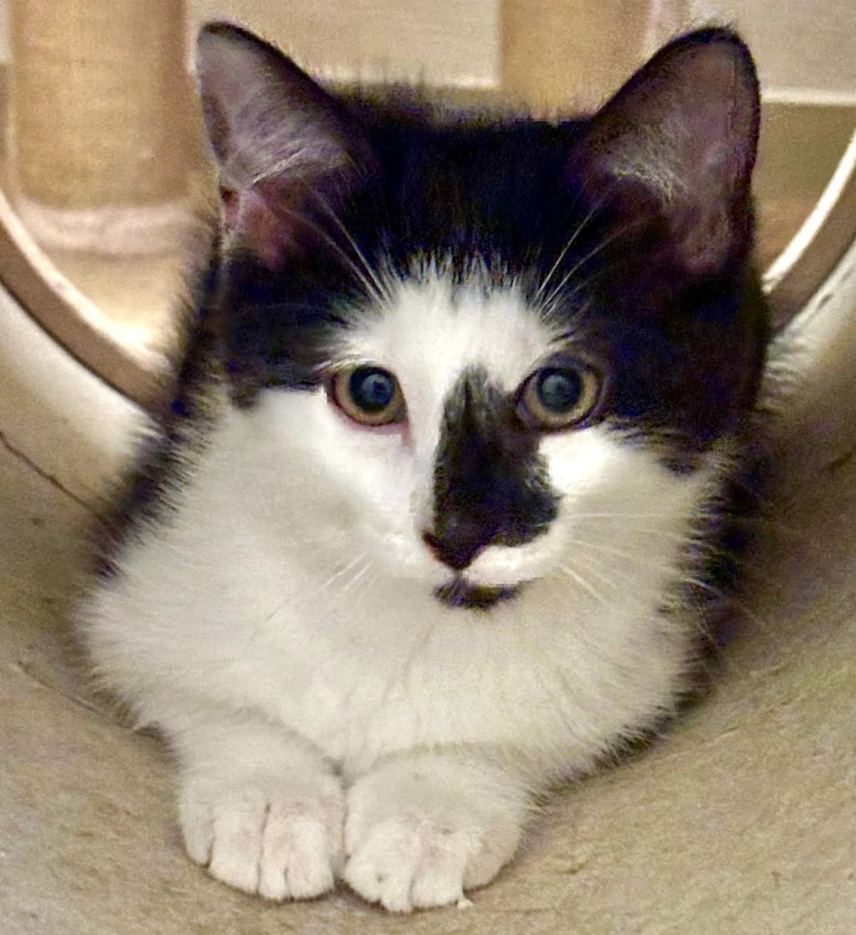 BUFFY, female puppy Mixed Breed for adoption at SOS Cat Pattes