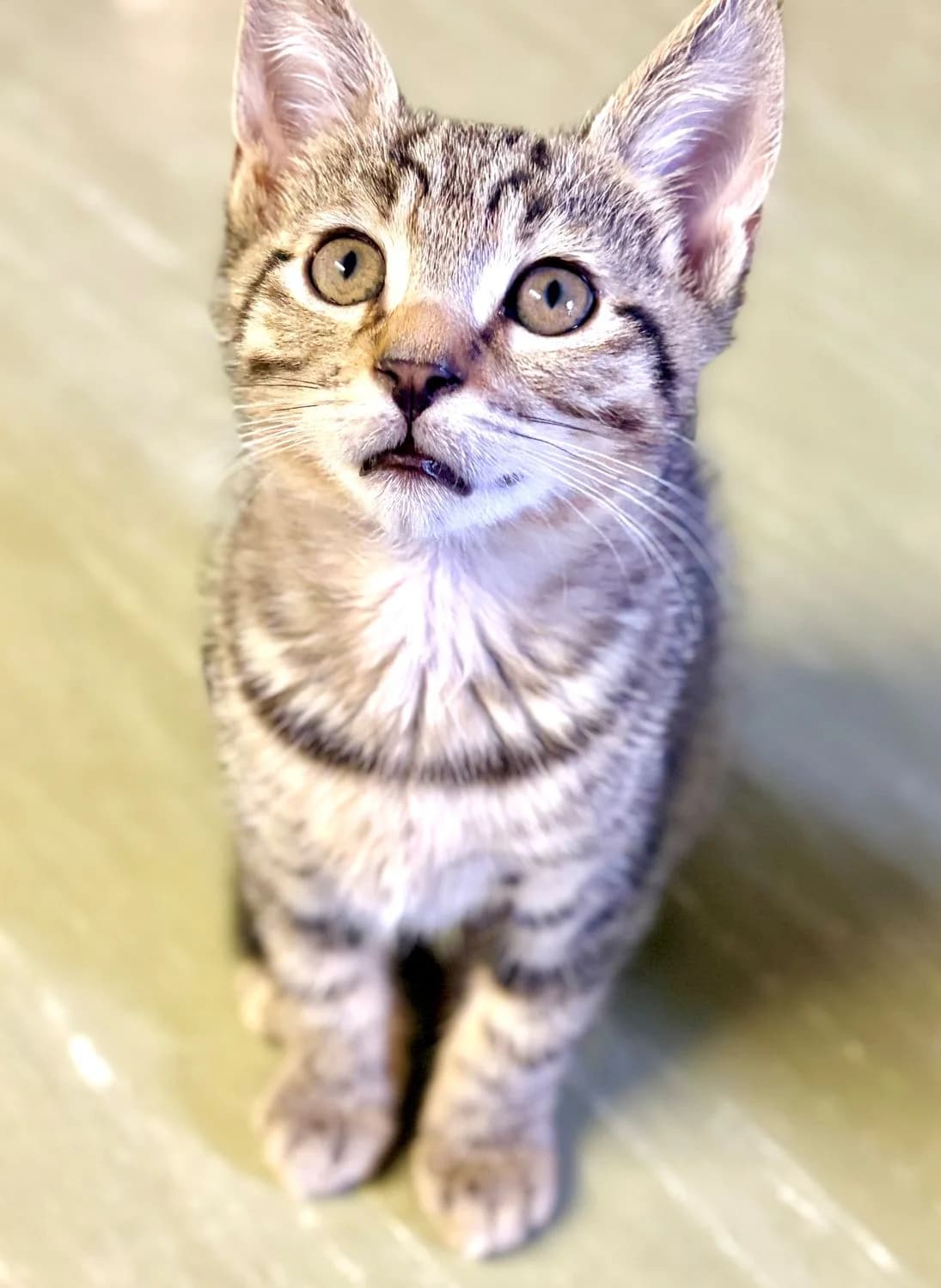 BONBON, male puppy Mixed Breed for adoption at SOS Cat Pattes
