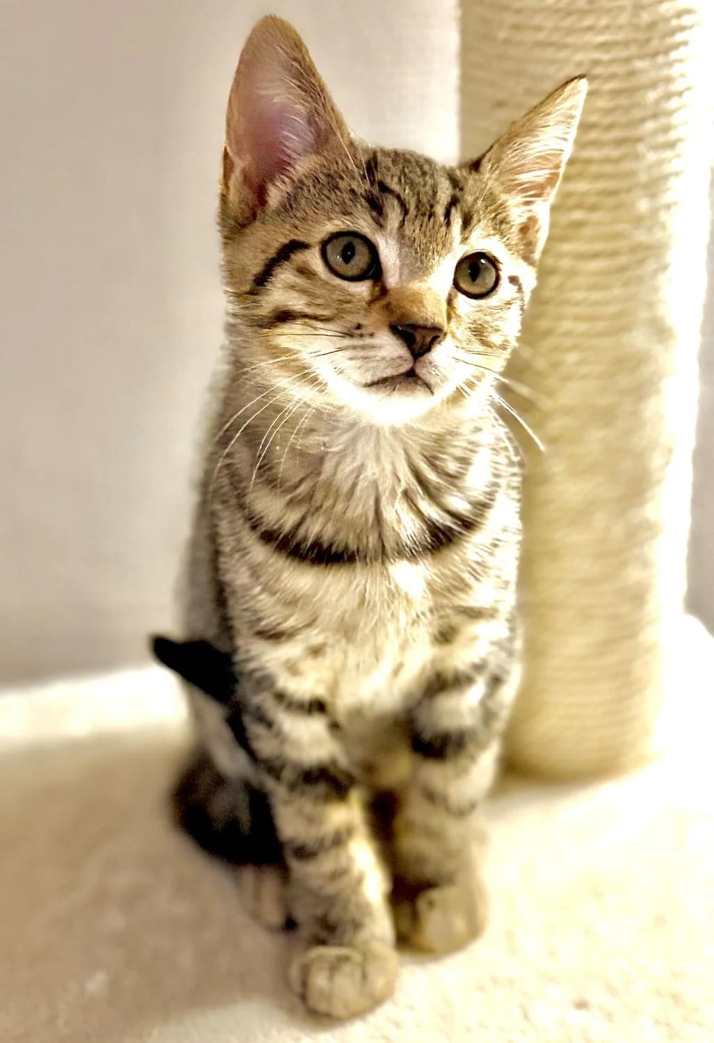 BROOKLYN, male puppy Mixed Breed for adoption at SOS Cat Pattes