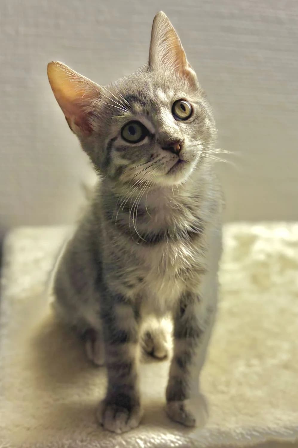 BELLA, female puppy Mixed Breed for adoption at SOS Cat Pattes