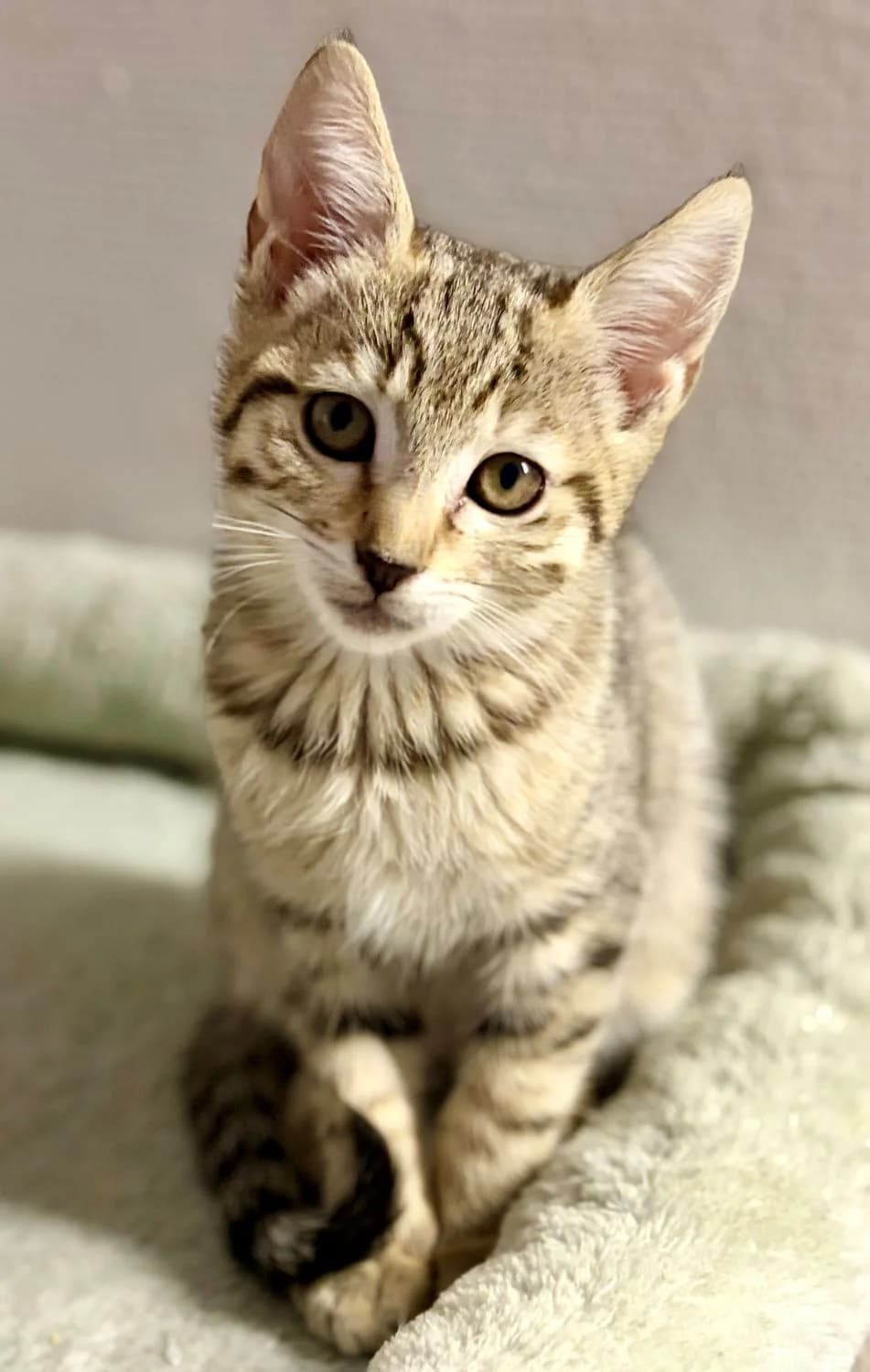 BISCUIT, female puppy Mixed Breed for adoption at SOS Cat Pattes