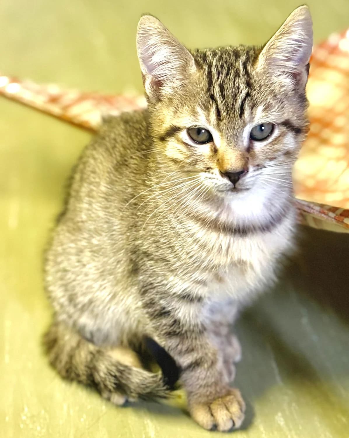 BALOO, male puppy Mixed Breed for adoption at SOS Cat Pattes