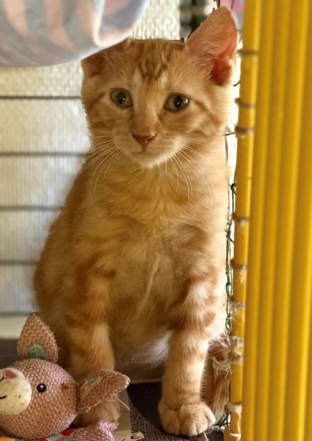 BOWSER, male puppy Mixed Breed for adoption at SOS Cat Pattes
