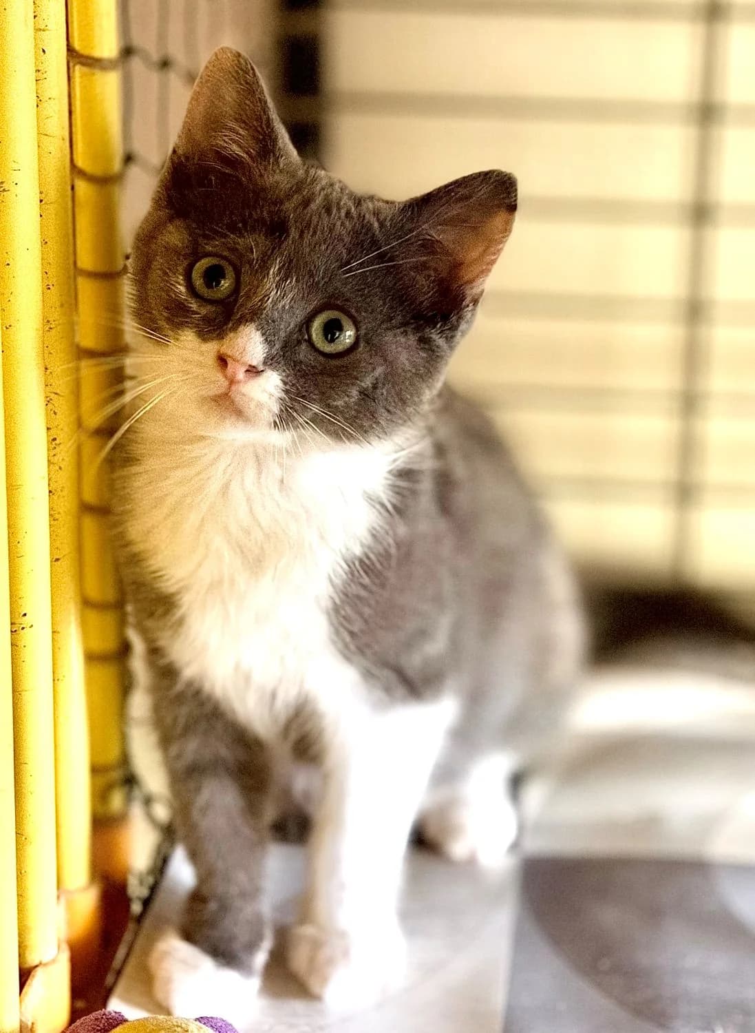 BONNIE, female puppy Mixed Breed for adoption at SOS Cat Pattes