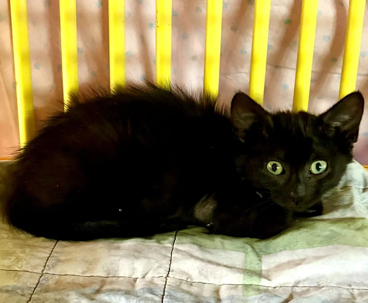 BONZAÏ, female puppy Mixed Breed for adoption at SOS Cat Pattes