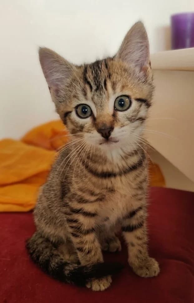 BOCCA, male puppy Mixed Breed for adoption at SOS Cat Pattes