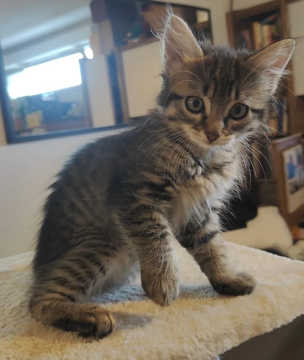 BIBOUE, female puppy Mixed Breed for adoption at SOS Cat Pattes
