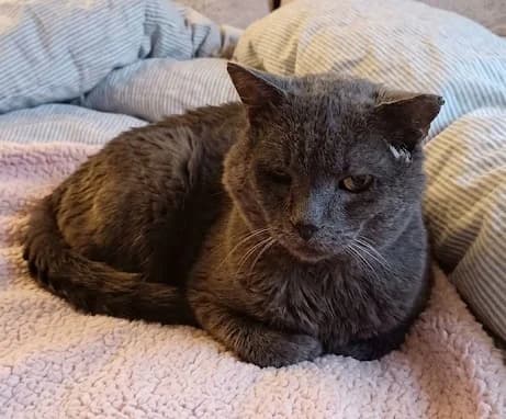 LUCKY, 7yo Mixed Breed for adoption at SOS Cat Pattes