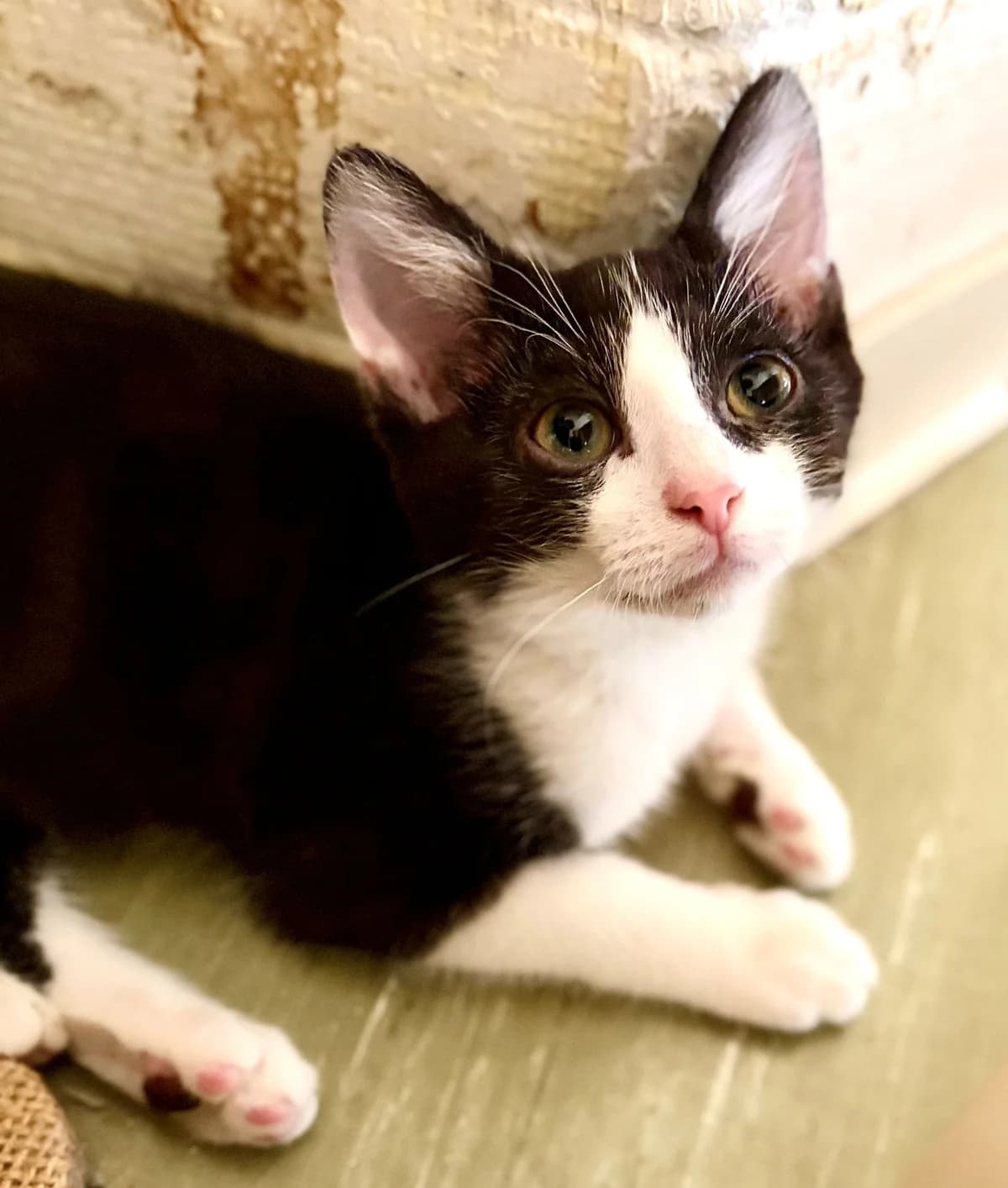 BLACKY, Mixed Breed (SOS Cat Pattes)