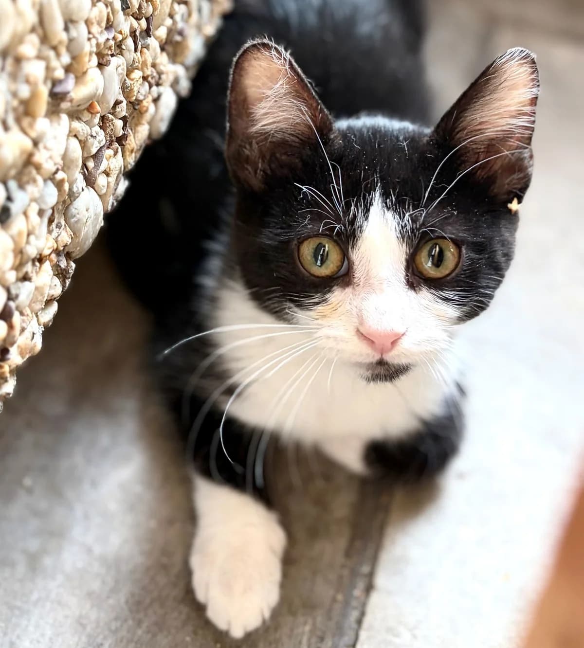 BJÖRNIE, Mixed Breed (SOS Cat Pattes)