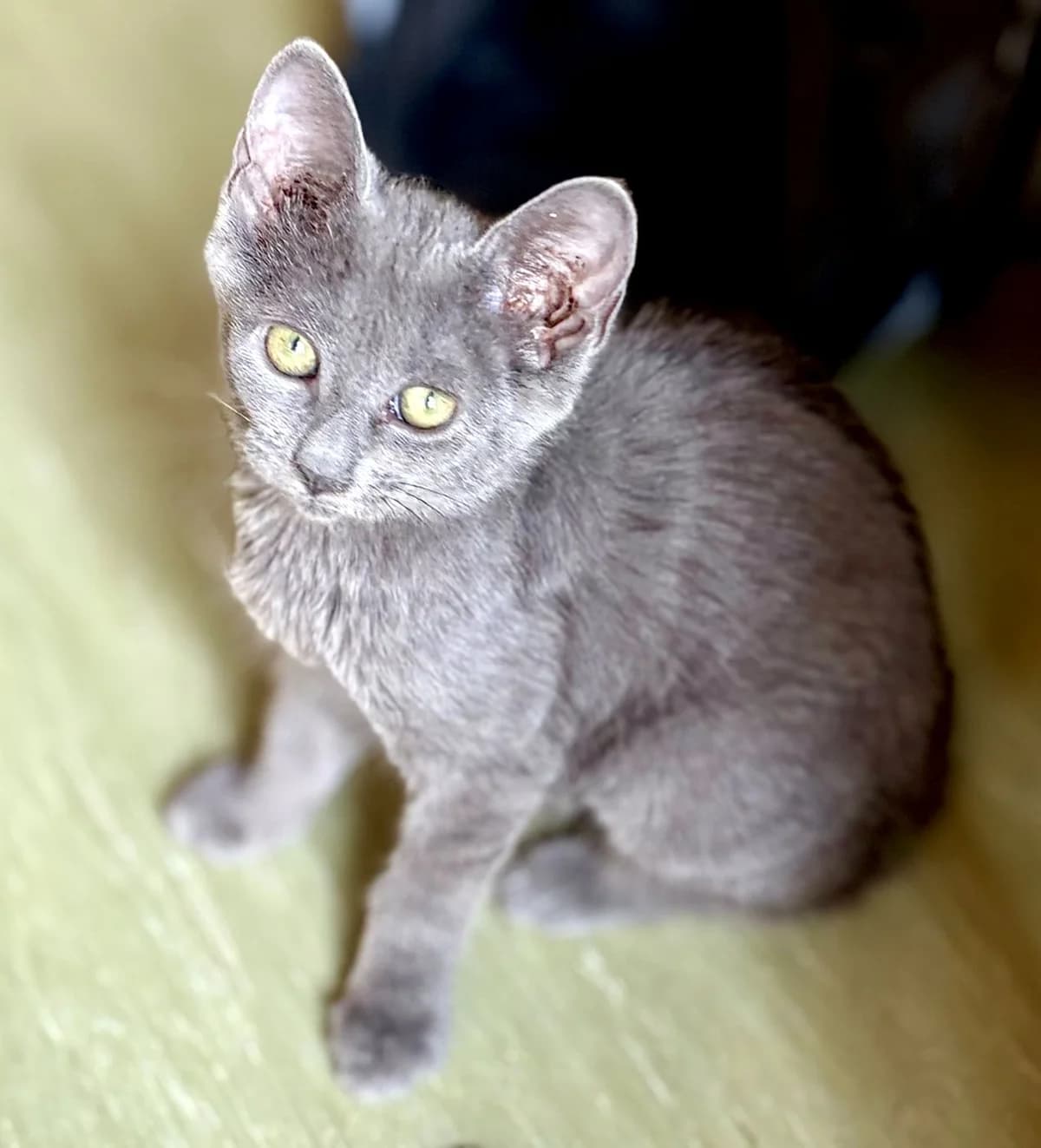 BRUME, female puppy Mixed Breed for adoption at SOS Cat Pattes
