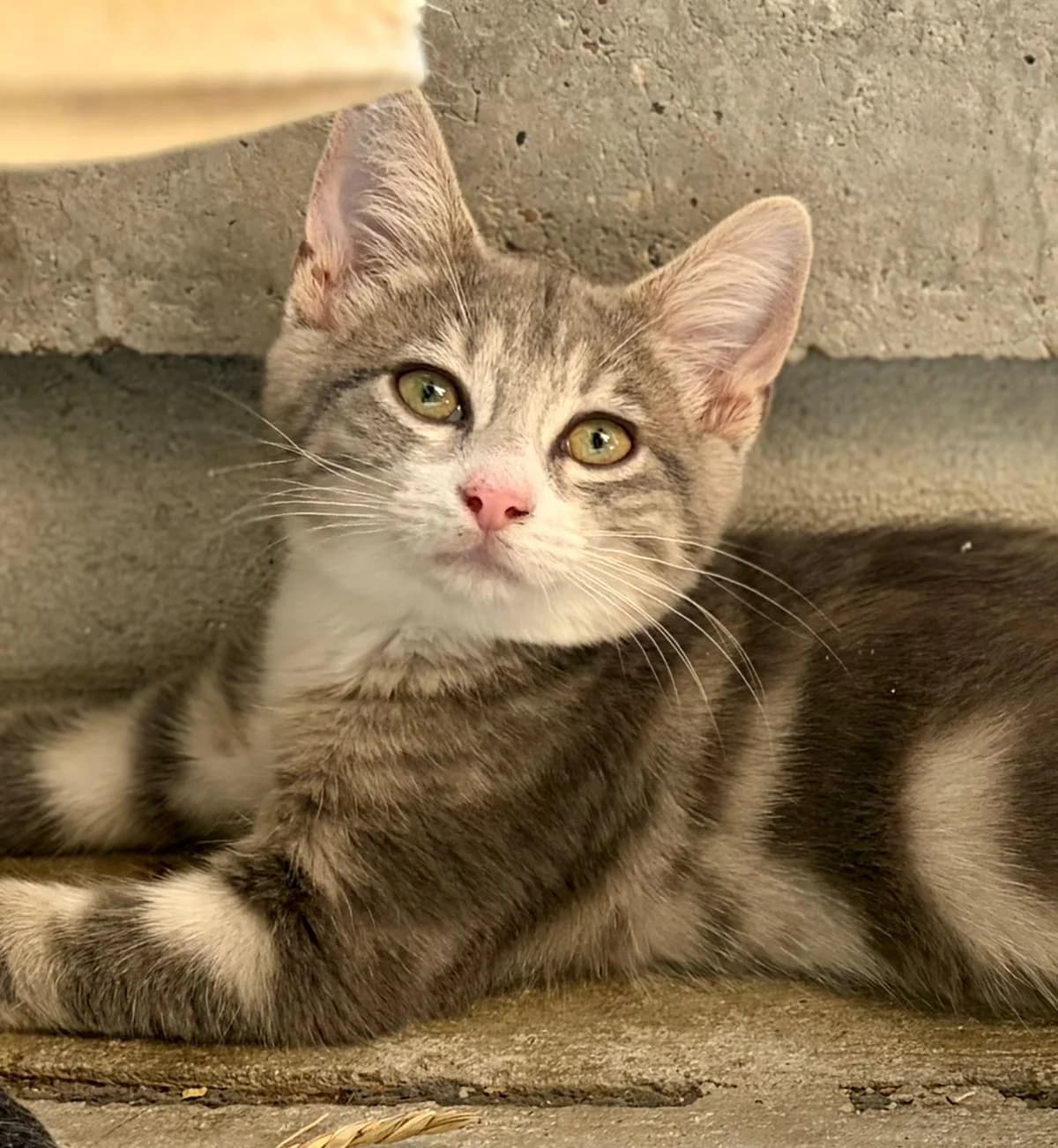 BUENO, male puppy Mixed Breed for adoption at SOS Cat Pattes