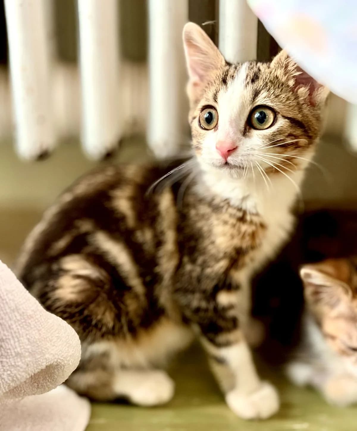 BAÏA, Mixed Breed (SOS Cat Pattes)