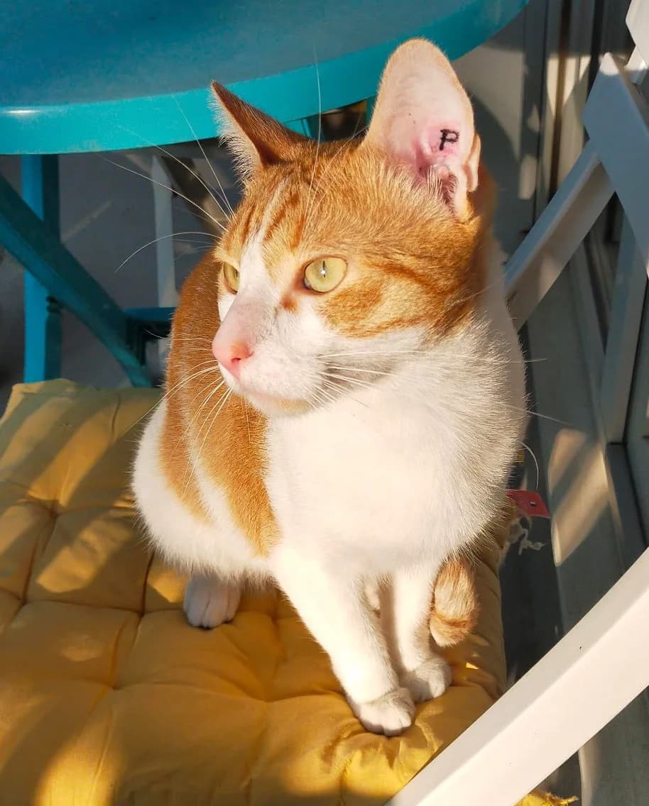 CARAMEL, Mixed Breed (SOS Cat Pattes)