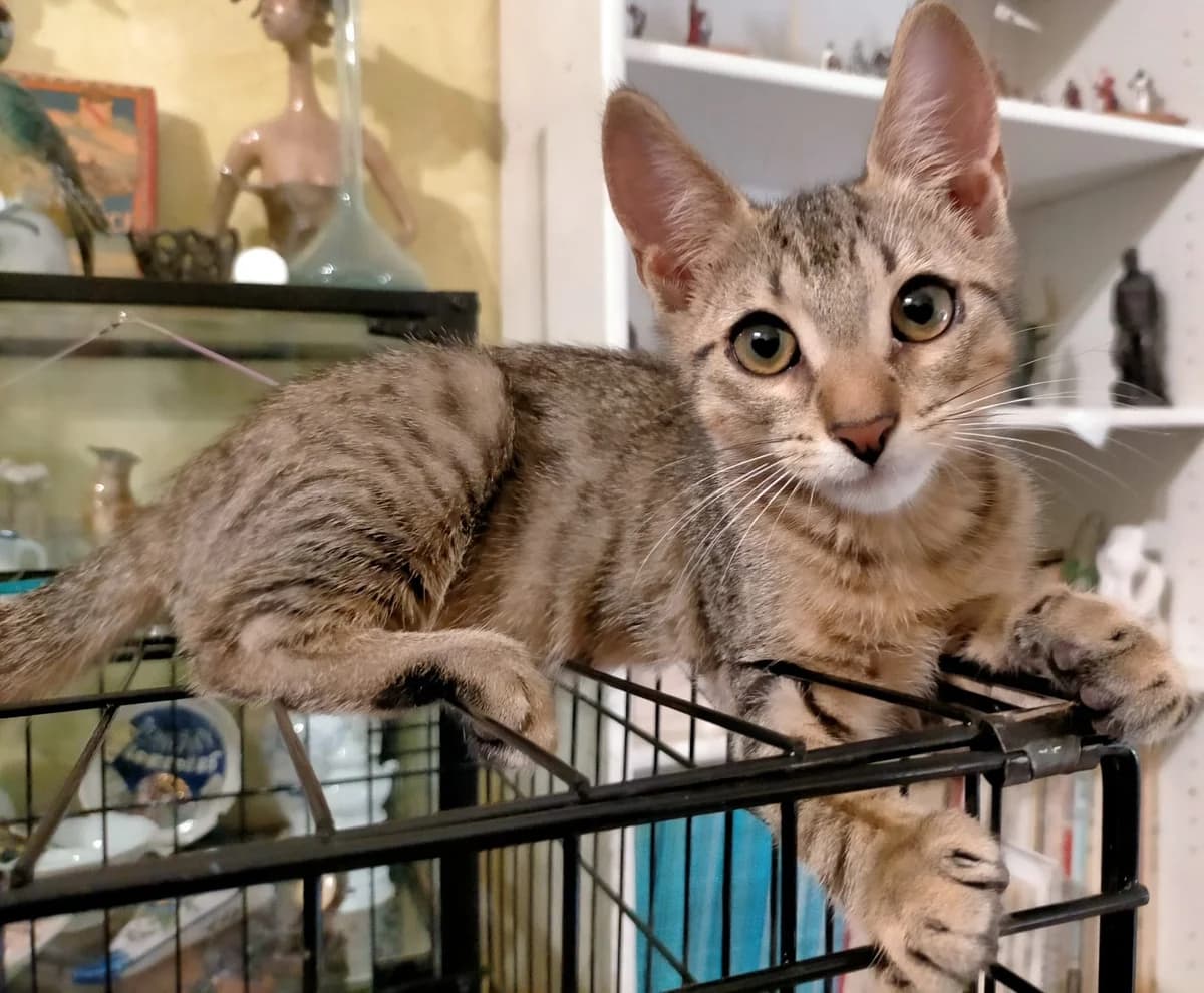 BUDDY, male puppy Mixed Breed for adoption at SOS Cat Pattes