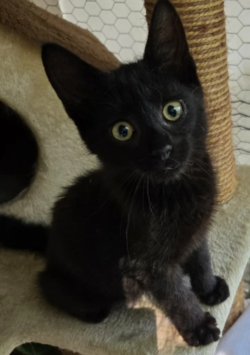 BUTLER, male puppy Mixed Breed for adoption at SOS Cat Pattes