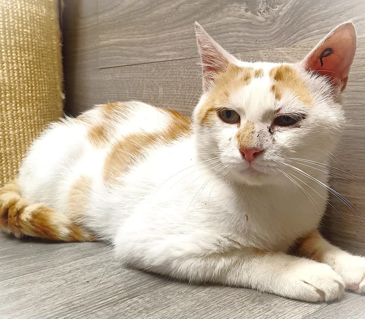 LEON, male young Mixed Breed for adoption at SOS Cat Pattes