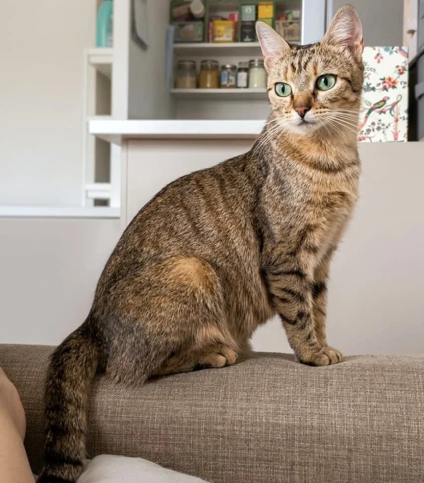 TITOUNE, female young Mixed Breed for adoption at SOS Cat Pattes