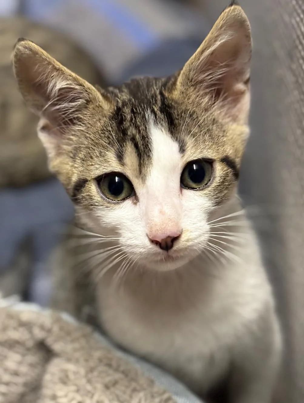 BONHEUR, male puppy Mixed Breed for adoption at SOS Cat Pattes