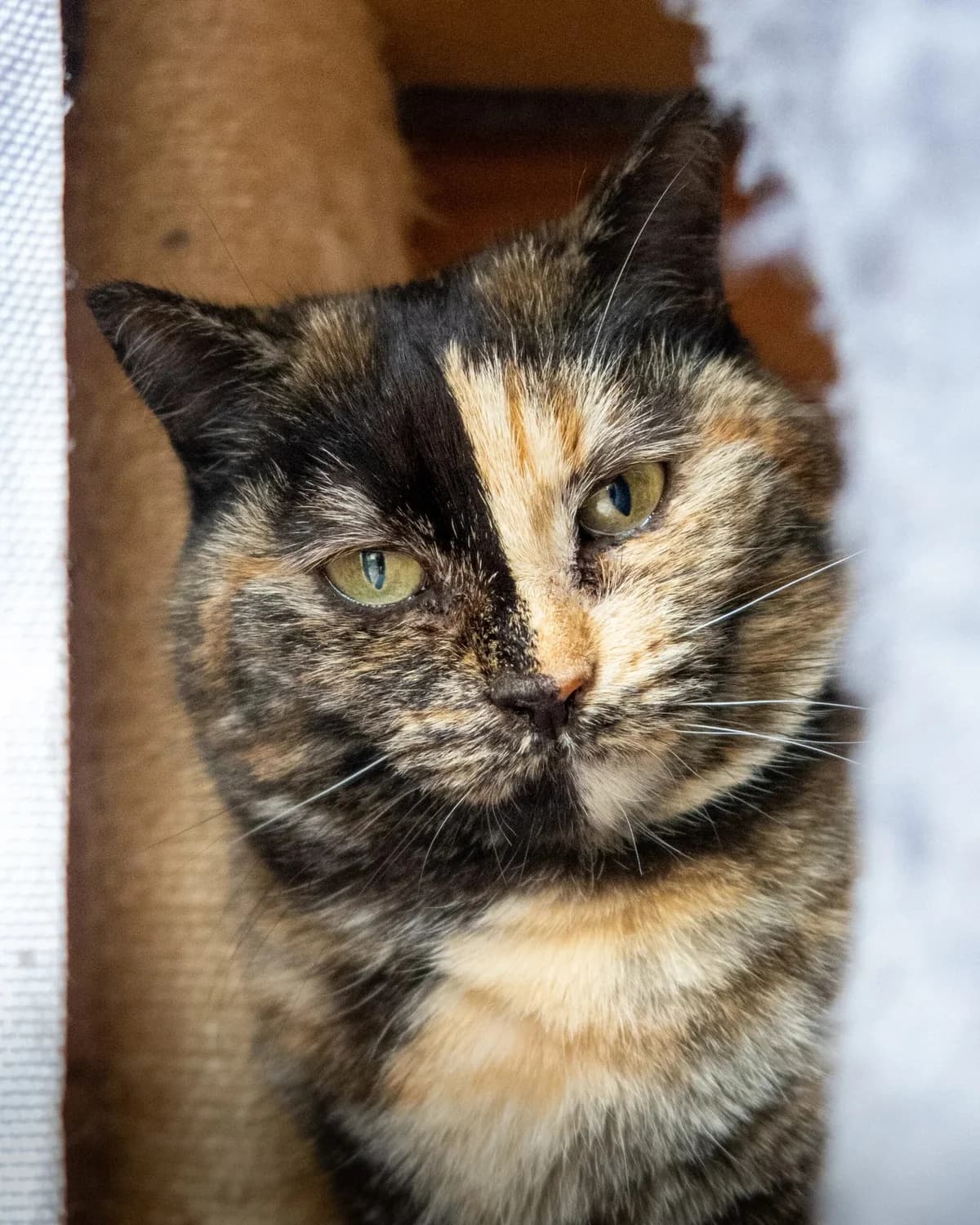 Amaya, female senior Mixed Breed for adoption at S.P.A. du 47